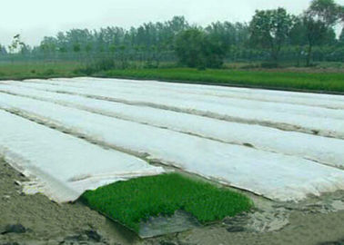 Tissu non tissé de couverture d'agriculture de Spunbond, tissus du paysage pp pour la Chambre verte