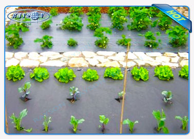 Couverture non tissée qui respecte l'environnement d'agriculture de couleur du noir 30gsm pour des légumes