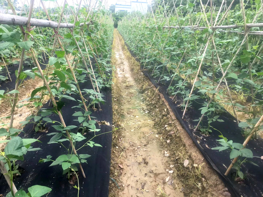 Couverture végétale en plastique noire de mauvaise herbe de potager de tissu agricole de bloc